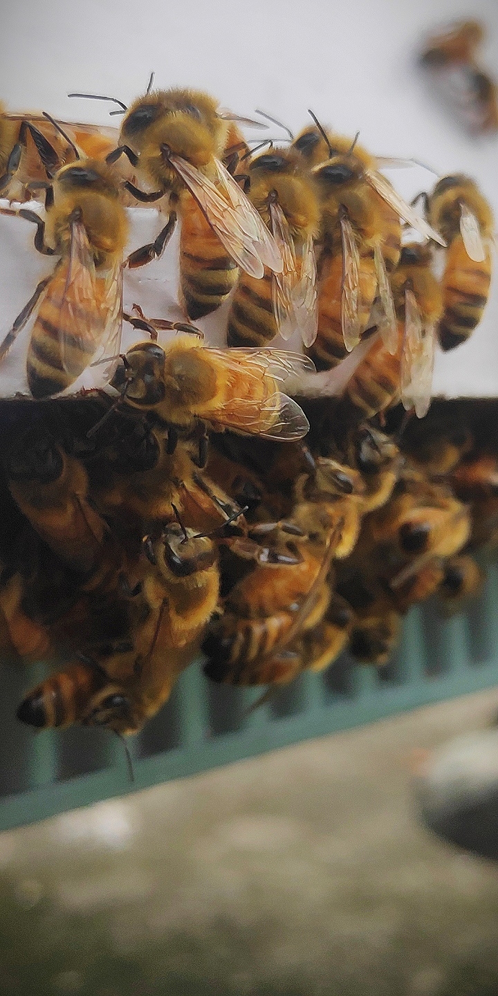 क्या अपने ही स्थान से विलुप्त हो जाएंगी भारत की स्थानीय मधुमक्खियां ?