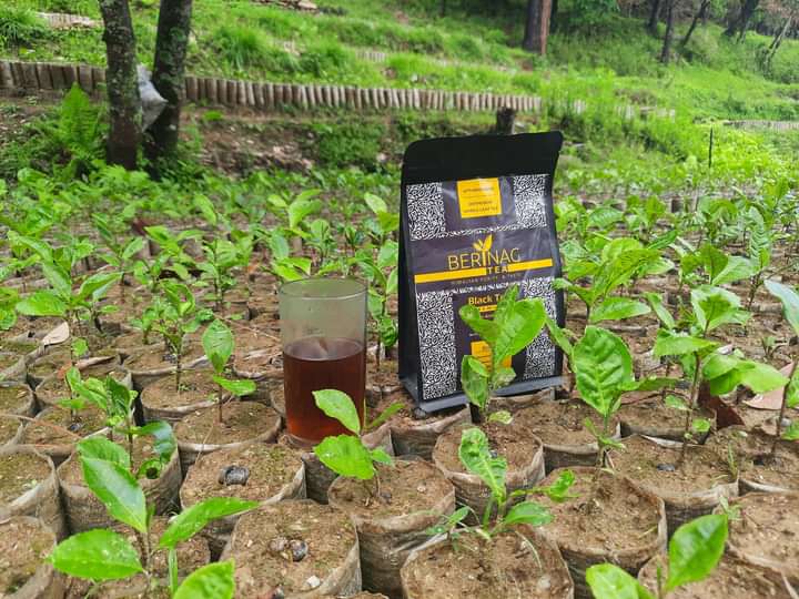 पिथौरागढ़ के किसान का कमाल: गाँव की बंजर भूमि को बदला विश्व प्रसिद्ध चाय बागानों में।
