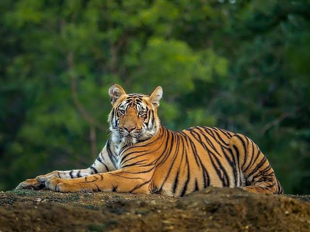 दो दशकों बाद क्या बुक्सा टाइगर रिज़र्व के जंगलों में फिर से लौटेंगे बाघ?